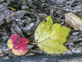Autumn leaves in forest