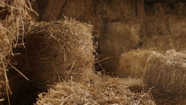 Slow tilt on hay stacks of wheat in curing process 4K 2160p 30fps UltraHD footage - Stock of rectangular bales in the barn close-up 3840X2160 UHD tilting video 