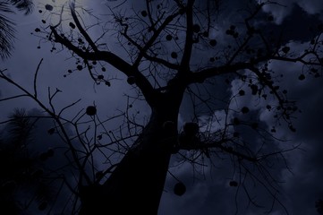 Lisa Downs Photography 