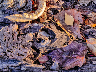 Autumn leaves in forest