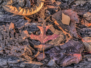 Autumn leaves in forest