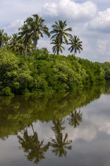 Fototapeta na wymiar Tropical palm forest on the river bank. Tropical thickets mangrove forest on the island of Sri Lanka.