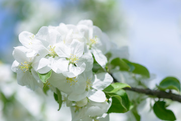 White Apple Flowers. Beautiful flowering apple trees. Background with blooming flowers in spring day.