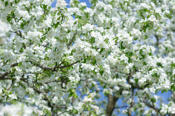 White Apple Flowers. Beautiful flowering apple trees. Background with blooming flowers in spring day.
