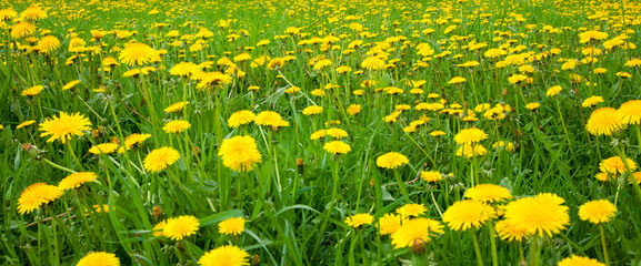 Nature Spring Background with blossoming dandelion