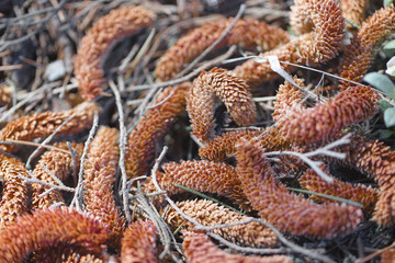 The surface of the earth in the forest.