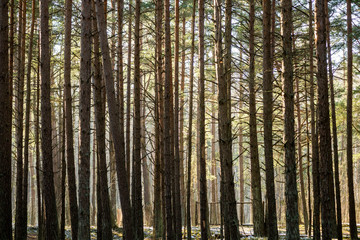 Fototapeta premium snowy winter park in sunny weather
