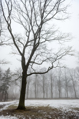 Fototapeta na wymiar snowy winter park in mist