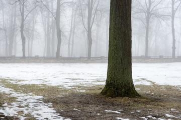 snowy winter park in mist