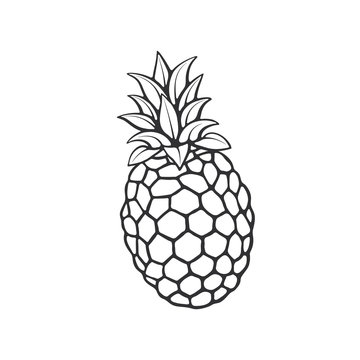 Vector illustration. Hand drawn doodle of pineapple. Healthy vegetarian food. Cartoon sketch. Decoration for greeting cards, posters, emblems, wallpapers