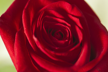 Bright red rose. The petals are twisted in a spiral.