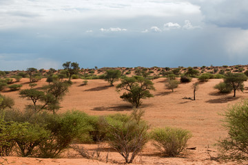 Kalahari vor einem gewitter