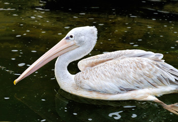 Grey pelican or Pelecanus philippensis on a lake water in sunny day, Kuala Lumpur Bird park, Malaysia. One pelican swimming in the pond. Reflection in the water.