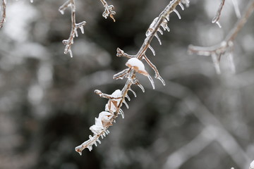 A hanging branch of a tree covered with ice