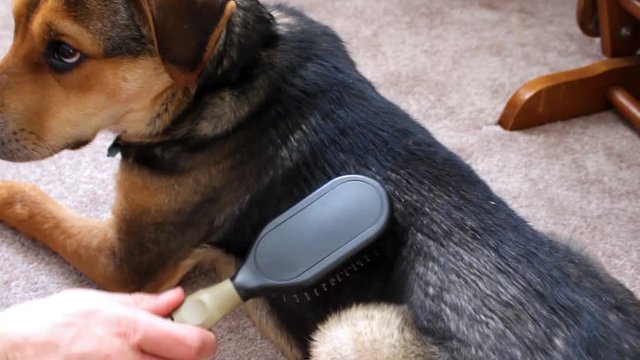 Owner brushing Beagle Puppy for Lice,Ticks, and Dandruff,