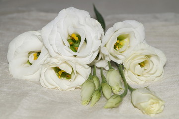 White eustoma flowers on a light background (Eustoma grandiflorum)
