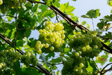 Bunch of white grapes