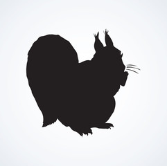 Squirrel. Vector drawing