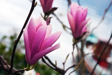 Crédence de cuisine en verre imprimé Magnolia Magnolia en fleurs.