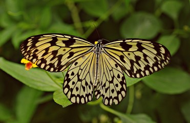 Schmetterling - Baumnymphe - Butterfly - Natur