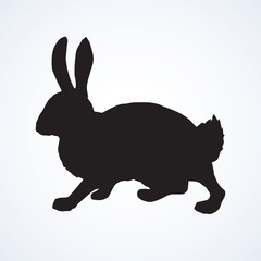 Hare. Vector drawing