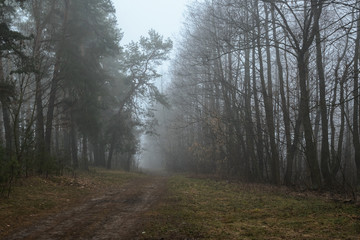 Fototapeta na wymiar Outgoing road in a misty forest