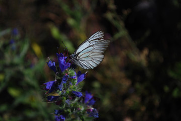 Aporia crataegi, Black Veined White butterfly on a beautiful blue wild flowers