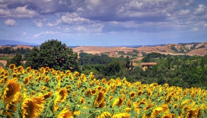 Fototapeta premium Summertime in Tuscany, Italy