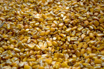 Large amounts of yellow maize widespread