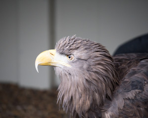 Young bals eagle