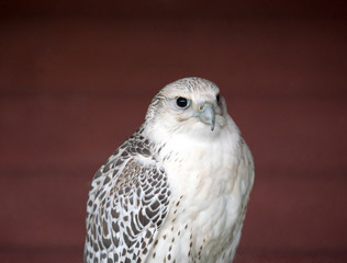 Peregrine falcon, the fastest bird