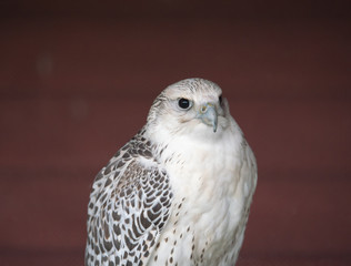 Peregrine falcon, the fastest bird