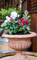 Colorful garden flowers with the pots in the spring