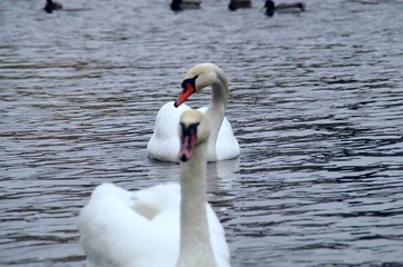 Swans