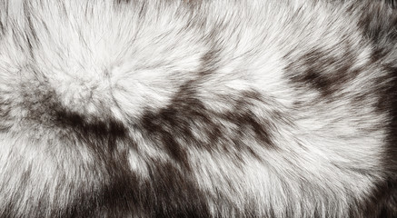 fur fox animal texture close-up