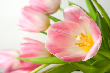 Obraz na płótnie Canvas Beautiful pink tulips close-up