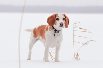 beagle  on nature in winter