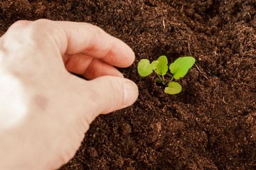 spring training of young plants for the summer period