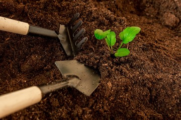 spring training of young plants for the summer period