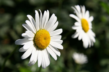 Two chamomile flowers on green background close-up