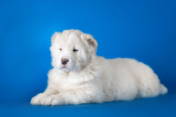 Central asian shepherd dog