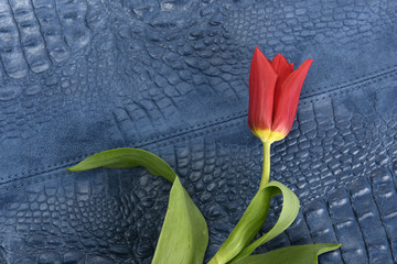 tulipan