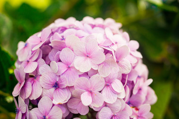 Hydrangea flowers in Dalat Flower Park, Vietnam