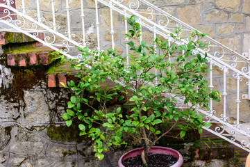 white stair with green tree in the pots