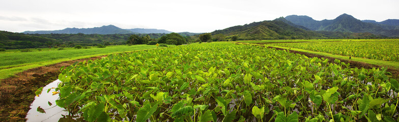 Fototapeta na wymiar Taro field in Hanalei valley Kauai, Hawaii