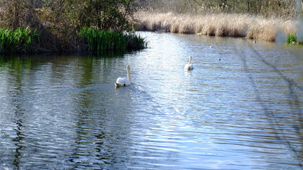 Swan in the lake