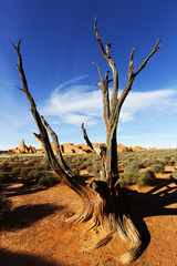 Weathered tree, Arches National Park, Utah