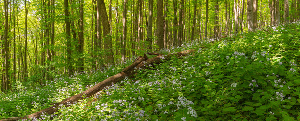 Beautiful summer forest of beech tree and lunaria flowers in sunlight. Panorama of amazing beauty of summer forest