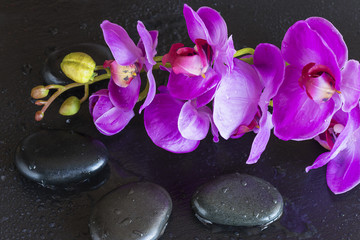 Fototapeta na wymiar spa concept/purple orchid flowers on black stones background