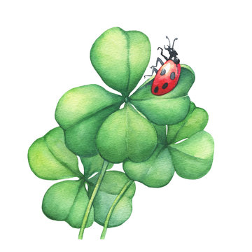 Ladybug sitting on a green four leaf clover.  Hand drawn watercolor painting on white background.
